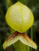 Darlingtonia 2666